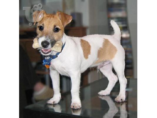 PoulaTo: Champion Jack Russell Terrier